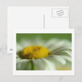 Fresh Daisy Postkarte (Vorne/Hinten)