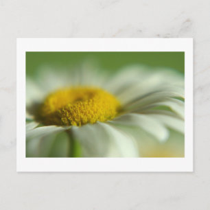 Fresh Daisy Postkarte