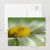 Fresh Daisy Postkarte (Vorne/Hinten)