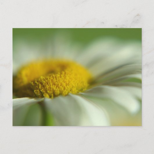 Fresh Daisy Postkarte (Vorderseite)