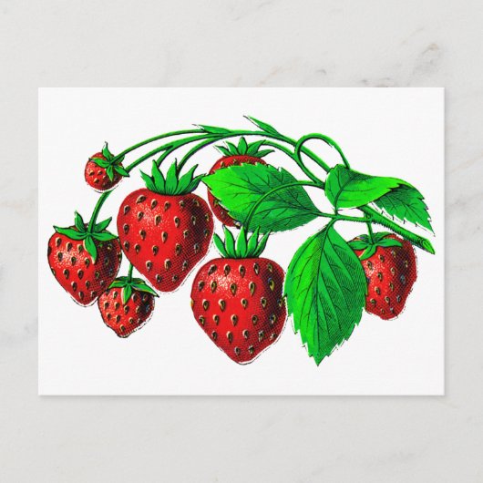 Fresh Erdbeeren Postkarte (Vorderseite)