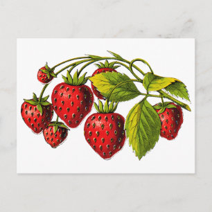 Fresh Erdbeeren Postkarte