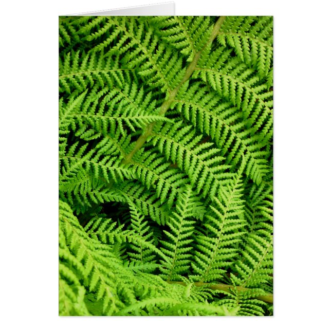 Fresh Ferns (Vorne)