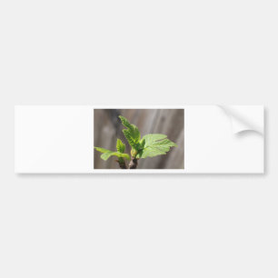 Fresh Fig Leaf Autoaufkleber