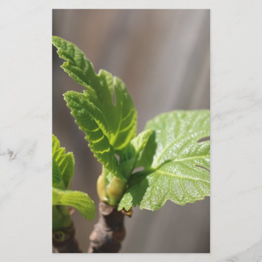 Fresh Fig Leaf Briefpapier (Vorderseite)