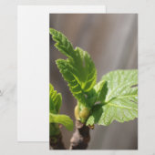 Fresh Fig Leaf Briefpapier (Vorne/Hinten)