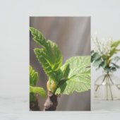 Fresh Fig Leaf Briefpapier (Stehend Vorderseite)