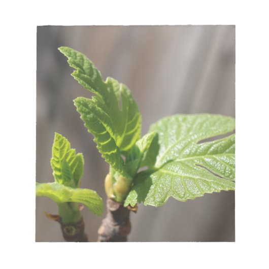 Fresh Fig Leaf Notizblock (Vorderseite)