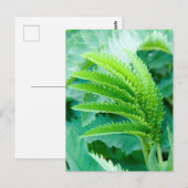 Fresh Green Blätter Postkarte (Vorne/Hinten)