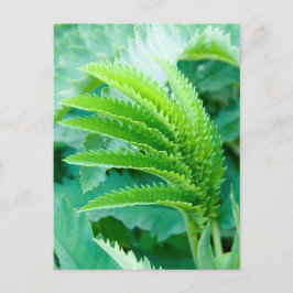 Fresh Green Blätter Postkarte