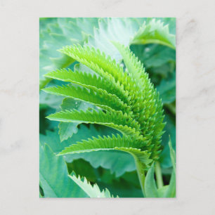 Fresh Green Blätter Postkarte