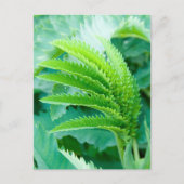 Fresh Green Blätter Postkarte (Vorderseite)