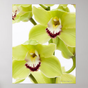 Fresh Green Orchid - Abgeschieden auf weiß Poster