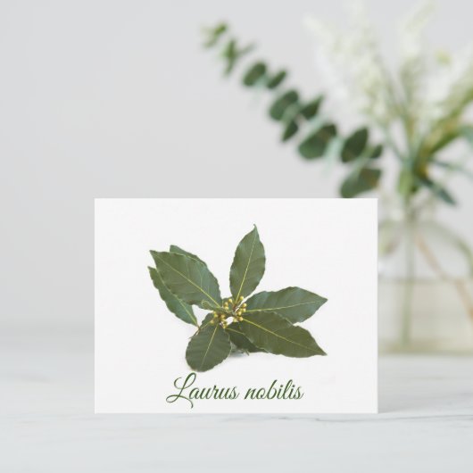 Fresh laurel Blätter Postkarte (Stehend Vorderseite)