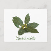 Fresh laurel Blätter Postkarte (Vorderseite)