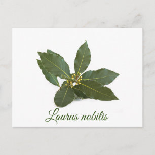 Fresh laurel Blätter Postkarte