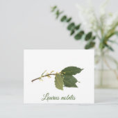 Fresh laurel Blätter Postkarte (Stehend Vorderseite)