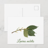 Fresh laurel Blätter Postkarte (Vorne/Hinten)