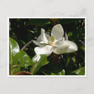 Fresh Magnolia Bloom Postkarte