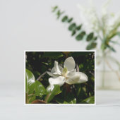 Fresh Magnolia Bloom Postkarte (Stehend Vorderseite)