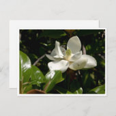 Fresh Magnolia Bloom Postkarte (Vorne/Hinten)