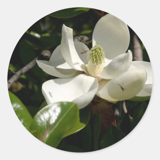 Fresh Magnolia Bloom Runder Aufkleber (Vorderseite)