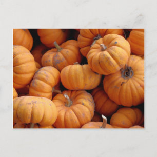 Fresh Miniature Pumpkins Postcard Postkarte