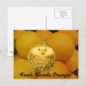 Fresh Orange Igel Postkarte (Vorne/Hinten)
