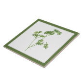 FRESH PARSLEY 6x6 Keramik Tile (-text) Grün Fliese (Seite)