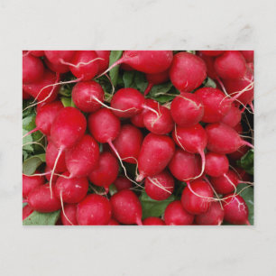 Fresh Red Radisson Postcard Postkarte