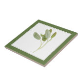 FRESH SAGE 4.25x4.25 Keramik Tile (-text) Grün Fliese (Seite)
