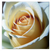 Fresh White Rose Fliese (Vorderseite)