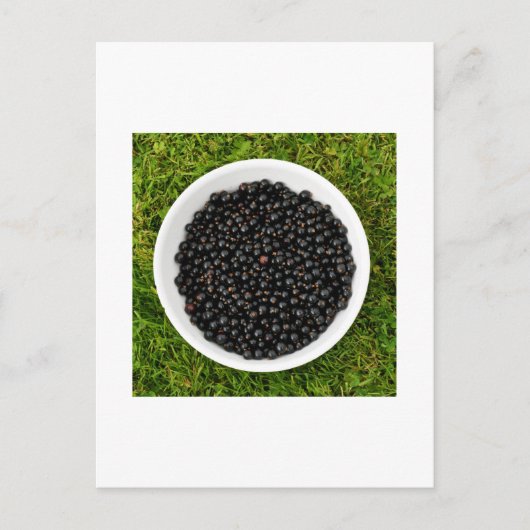 Freshly Picked Blackcurrants Postkarte (Vorderseite)