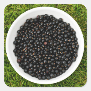 Freshly Picked Blackcurrants Quadratischer Aufkleber
