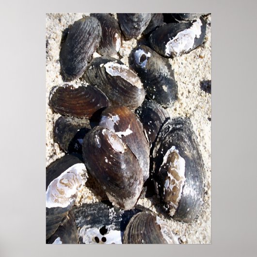 Freshwater Clam Muscheln Poster (Vorne)