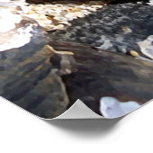 Freshwater Clam Muscheln Poster (Ecke)