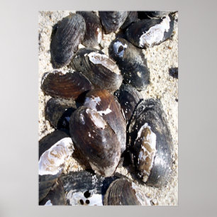 Freshwater Clamshells Poster