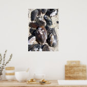Freshwater Clamshells Poster (Küche)