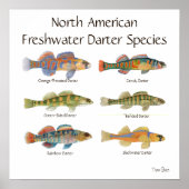 Freshwater Darter Art Poster (Vorne)