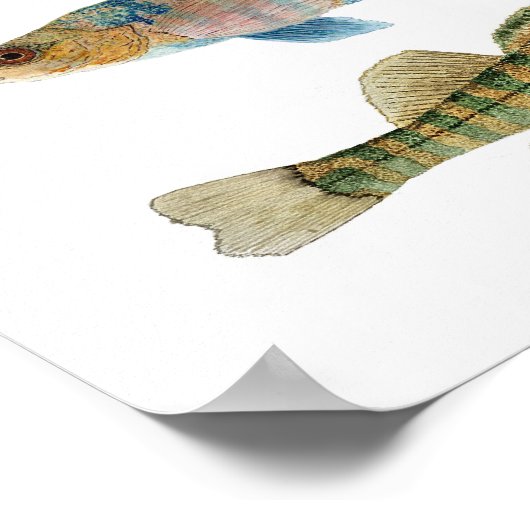 Freshwater Darters Art Poster (Ecke)