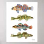 Freshwater Darters Art Poster (Vorne)