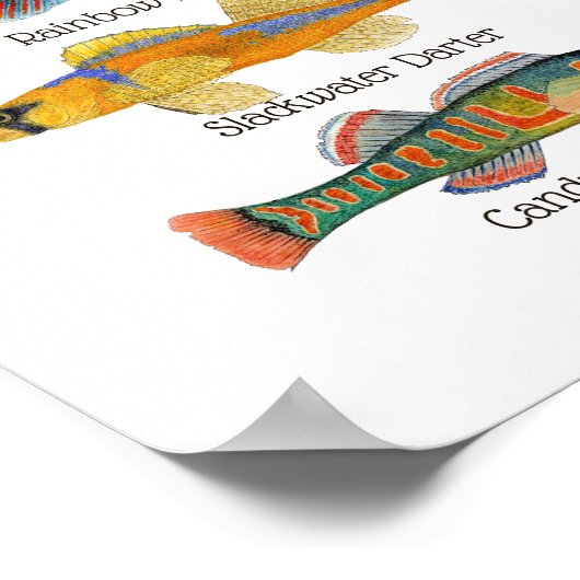 Freshwater Darters Art Poster (Ecke)