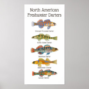 Freshwater Darters Art Poster