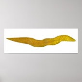 Freshwater Moray Poster (Vorne)