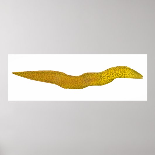Freshwater Moray Poster (Vorne)