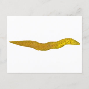 Freshwater Moray Postkarte