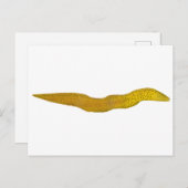 Freshwater Moray Postkarte (Vorne/Hinten)