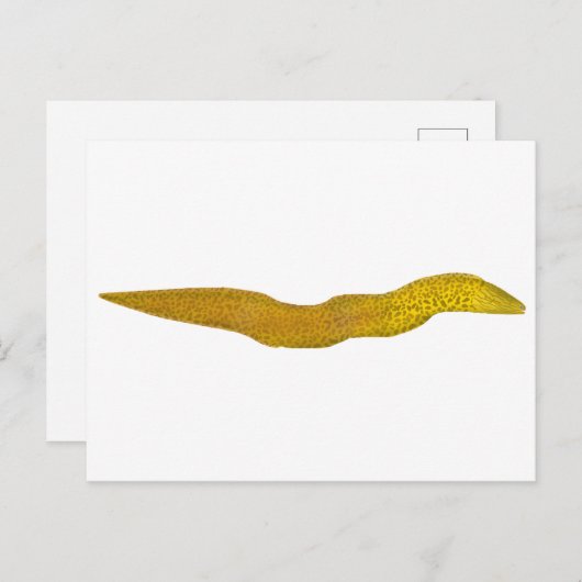 Freshwater Moray Postkarte (Vorne/Hinten)