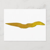 Freshwater Moray Postkarte (Vorderseite)