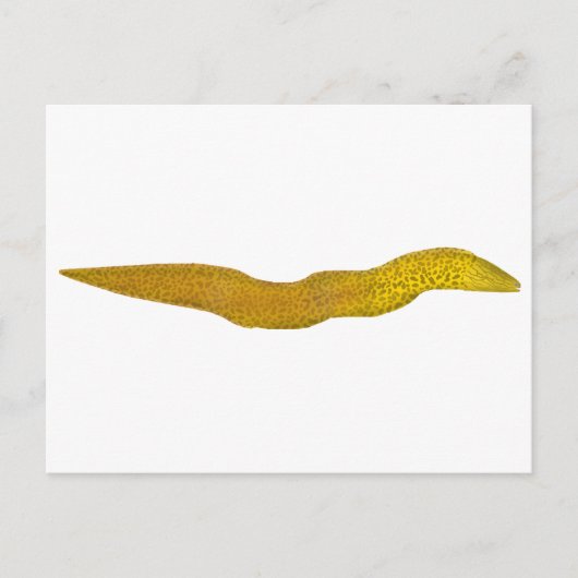 Freshwater Moray Postkarte (Vorderseite)